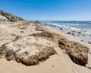 Spanish Beaches Under Siege: Invasive Seaweed Crisis Reaches Alarming Levels