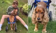 Stacey Solomon's Heartwarming Gesture: Adopts Disabled Dog Teddy and Gives Him a New Lease on Life