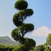 Stunning Corkscrew Spiral Tree Up for Grabs – A Gardener’s Dream!