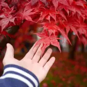 Stunning Japanese Maples on Sale: Perfect for Autumn Gardens!