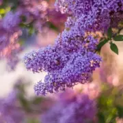 Stunning Lilac Tree Now on Sale at Homebase – Perfect for Your Garden!