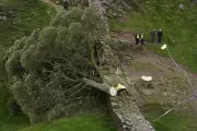 Sycamore Gap Tree Vandalism: Two Men Charged in Shocking Act of Destruction