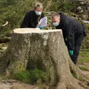 Sycamore Gap Tree Vandals: The Bizarre Story Behind the Arrested Duo