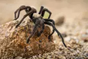 Tarantula Invasion: Thousands of Spiders Emerge Across US States During Mating Season