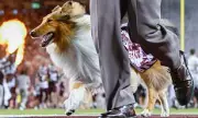 Texas A&M's Beloved Mascot Reveille Battling Glaucoma: Fans Rally Behind the Iconic Collie