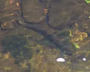 The Enigmatic Eel: A Master of Fluidity in Britain's Rivers