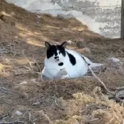Tourists Flock to Greece's Hidden Gem – The Tiny Island with Just 30 Residents