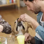 Toxic Foods for Dogs: Expert Reveals Hidden Dangers Lurking in Your Kitchen