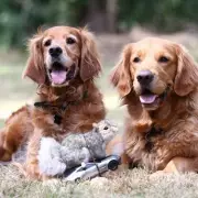 Trainer's Genius Trick to Stop Your Dog Pulling on the Lead – It's All in the Collar!