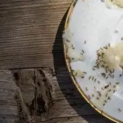 Two Common Household Items That Make Ants Flee Your Home Instantly