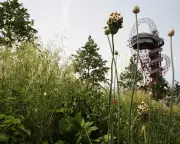 UK Councils Rethink Pesticide Use: Is Glyphosate on Its Way Out?