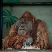 UK Zoos Under Scrutiny: Experts Warn Against Visiting Amid Rising Concerns