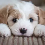 Urgent Warning for Pet Owners: Toxic Blue-Green Algae Poses Deadly Risk to Dogs