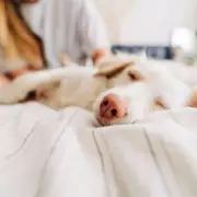 Vet Settles the Debate: Should You Let Your Dog Sleep in Your Bed?