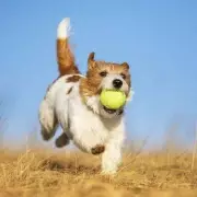 Vet Warns: Never Let Your Dog Do This After a Walk – It Could Be Deadly