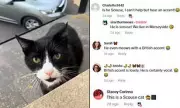 Watch: Hilarious Video of Cat 'Speaking' with a Scouse Accent Goes Viral