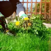 Weed-Free Garden: 10 Expert Tips to Eliminate Pesky Weeds Naturally