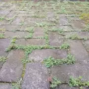 Weed Woes? Try These 5 Genius Hacks to Banish Them for Good!