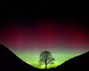 Why Celebrity Status for Trees Might Be Doing More Harm Than Good