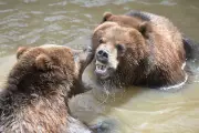 Woman Fights Off Grizzly Bear with Spray in Terrifying Canadian Encounter