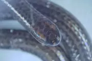 World's Smallest Snake Discovered: The Barbados Threadsnake