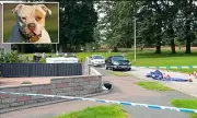 XL Bully Owner, 51, Hospitalised After Brutal Attack in Park as Police Probe Attempted Murder