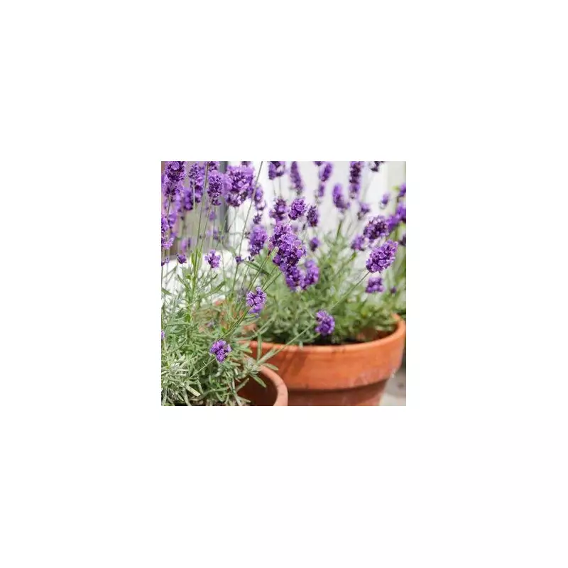 5-Minute August Lavender Trick: The Secret to a Thriving Garden