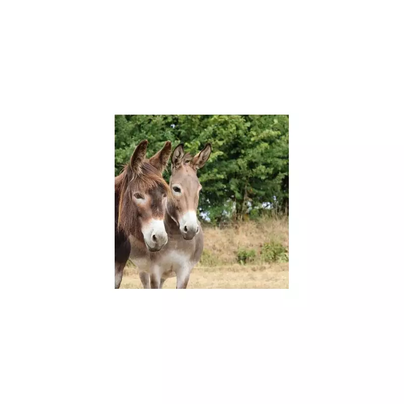 A Free and Fun Family Day Out with Donkeys at the Donkey Sanctuary
