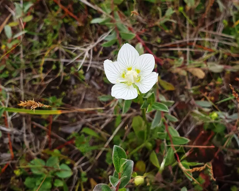 A Rare Encounter: Reuniting with a Long-Lost Wildlife Friend in the British Countryside