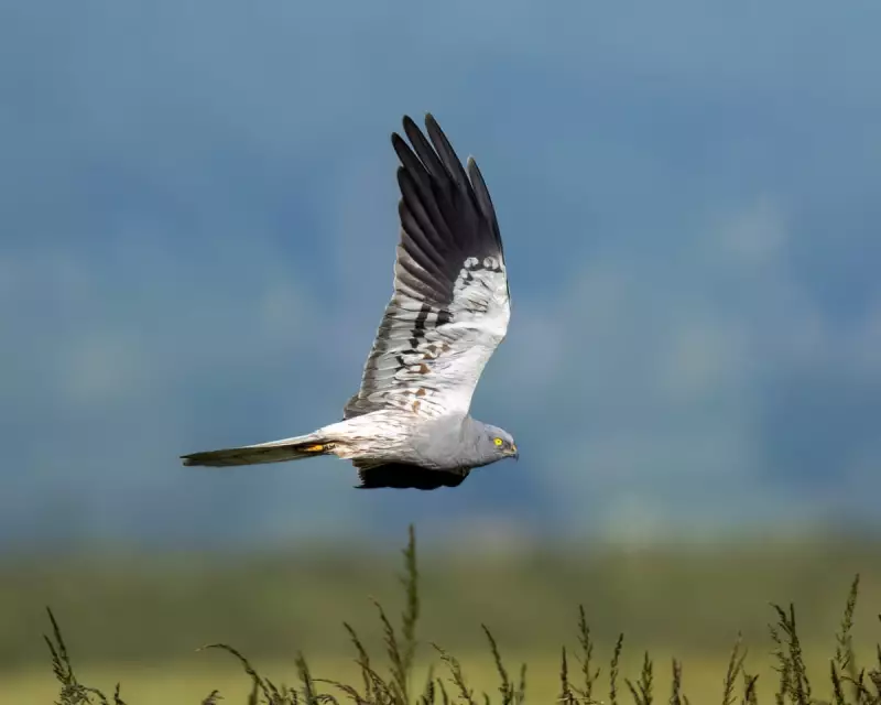 A Summer of Abundance: UK Wildlife Thrives with Butterflies and Birds Flourishing