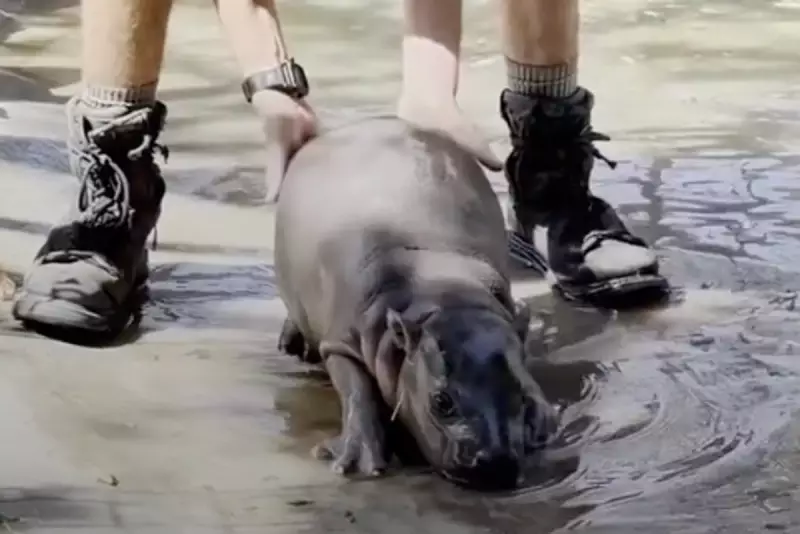 Adorable Pygmy Hippo Calf Makes Debut at Kansas Zoo – A Rare and Joyful Sight