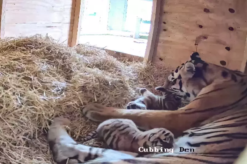 Adorable Tiger Cubs Make Their Debut at Merseyside Safari Park – Watch the Heartwarming Video!