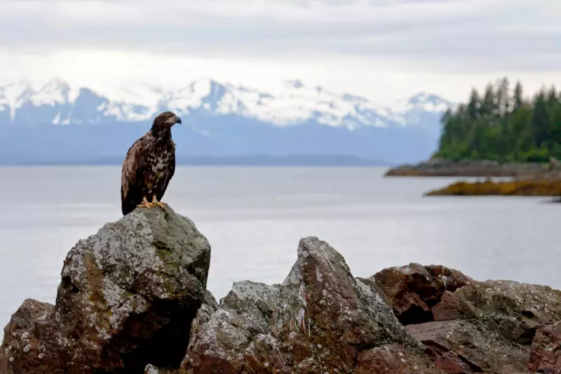 Alaska's Tongass Forest: A Landmark Conservation Victory for Future Generations