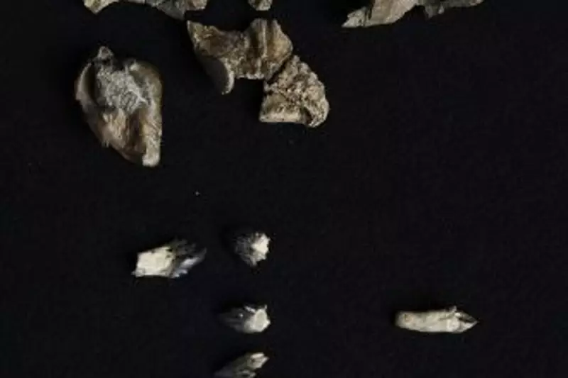 Ancient Whale Fossil Unearthed in Australia Rewrites Marine Evolution