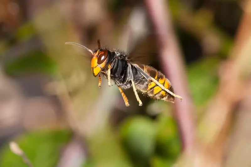 Asian Hornets Invade UK: Threat to Bees and Biodiversity