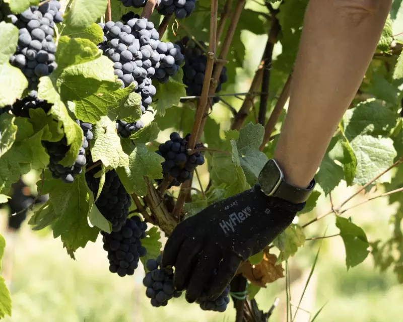 August Deluge Decoded: How Rain Shapes Britain's Honey & Wine Harvest