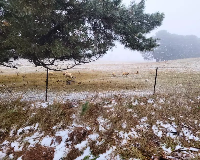 Australia Braces for Historic Winter Blast: Polar Fronts to Blanket South-East in Snow