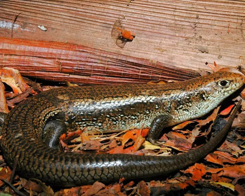 Australian Skinks' Venom Resistance Could Revolutionise Antivenom Design
