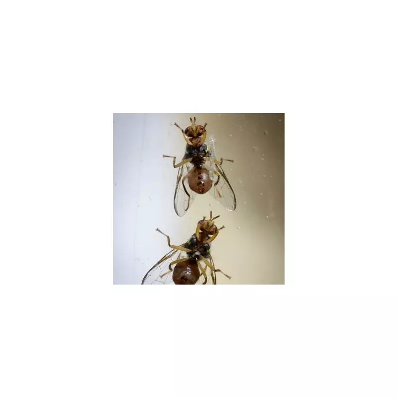 Banish Fruit Flies for Good: Experts Reveal One Simple Trick You Need to Try