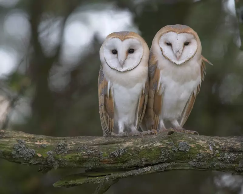 Barn Owl Miracle in the Peak District: A Rare Glimpse of Nature's Resilience