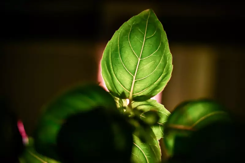 Basil: The Super Herb with Surprising Health Benefits – From Fighting Cancer to Boosting Heart Health