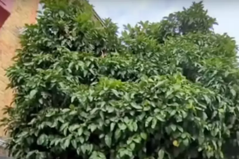 Battersea's Beloved Grapefruit Tree Faces Uncertain Future Amid Council Dispute