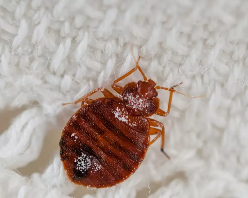 Bedbug Nightmare: Booking.com Customers Report Infestations in UK Hotels