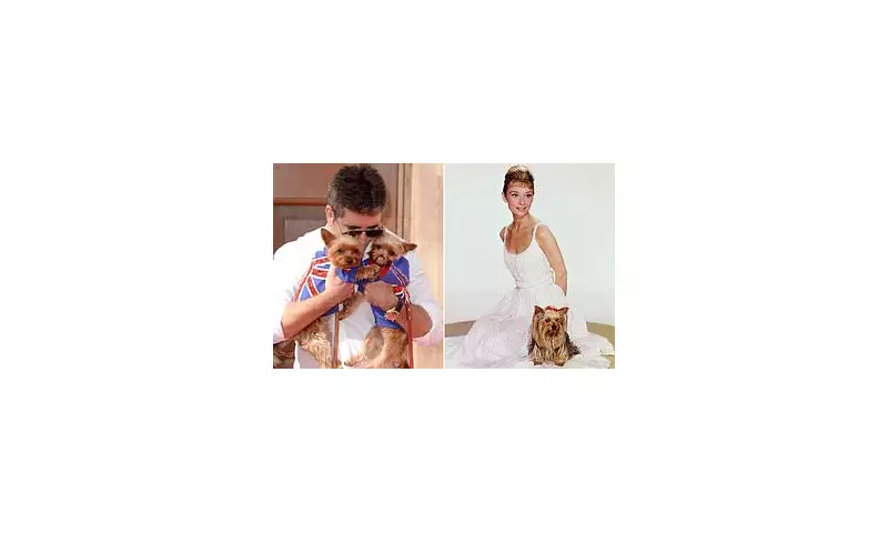 Beloved British Breeds at Risk: Could the Yorkshire Terrier Disappear?