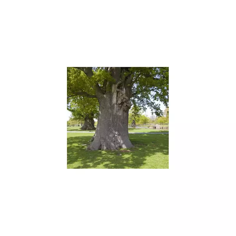 Beware This Toxic Tree: Expert Gardener Warns Against Popular Plant Lurking in UK Gardens