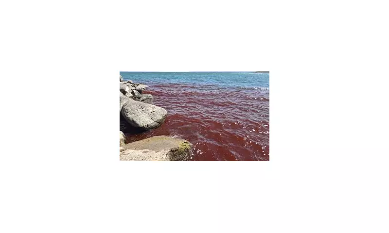 Biblical Waters Turn Blood Red: Sea of Galilee's Apocalyptic Transformation Sparks Fears of Divine Plagues