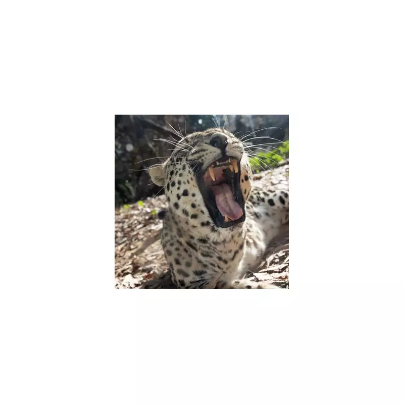 Biblical Zoo Worker in Jerusalem Tragically Killed by Lion in Shocking Attack