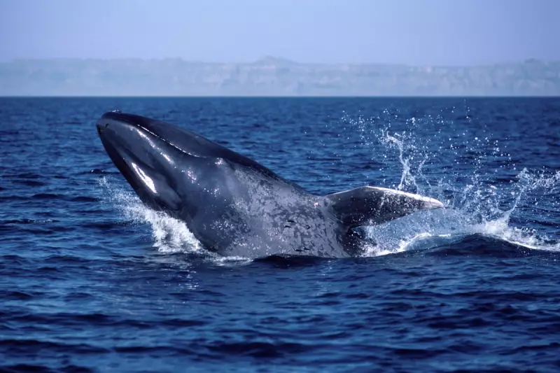 Blue Whales Fall Silent: New Study Reveals Startling Behavioural Shift