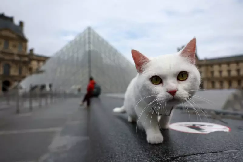 Breakthrough Study: Cats May Hold the Key to Understanding Human Dementia