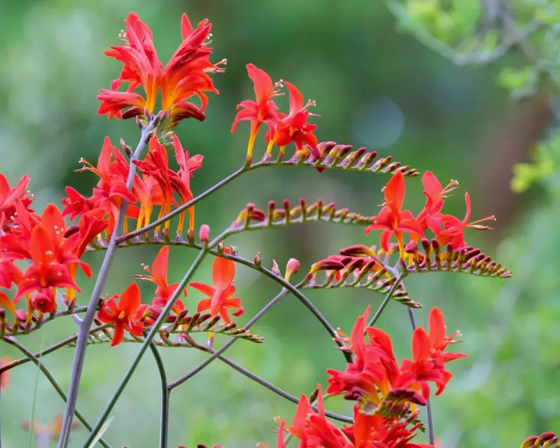 Brighten Your Garden with Crocosmia: A Vibrant Summer Essential